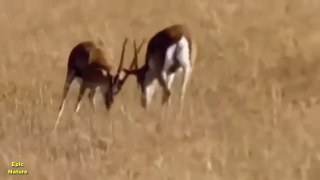 Deadly Animal Attack - National Geographic Documentary