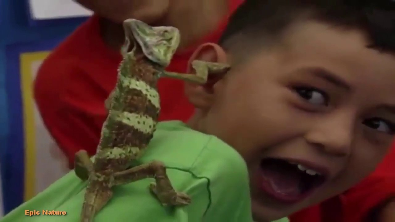 The Cheats (Nature Documentary)