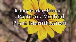 Botany: The Patterns Method of Plant Identification