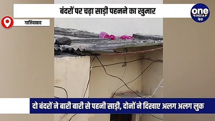 'पतली कमरिया मोरी हाय हाय...', बंदरों पर चढ़ा साड़ी का खुमार, एक-एक कर पहनी, देखें फनी वीडियो