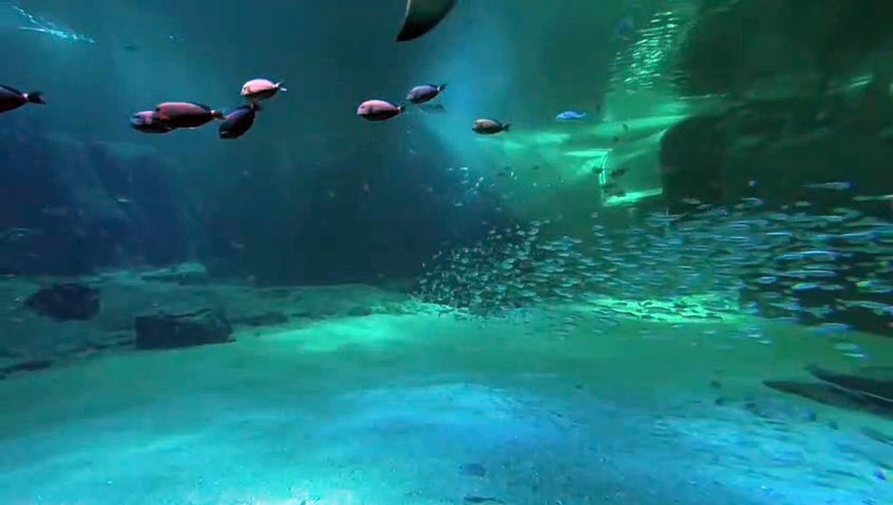 Le grand bassin de Nausicaá