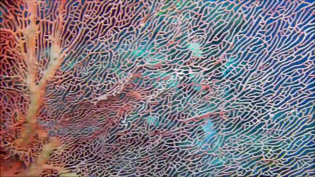 Bali Diving in Pemuteran, Plongée à Bali , Buceo Bali nurkowanie, Menjangan Island. Part-1