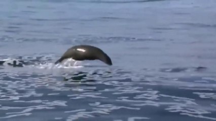 Feast of Predators (Nature Documentary)