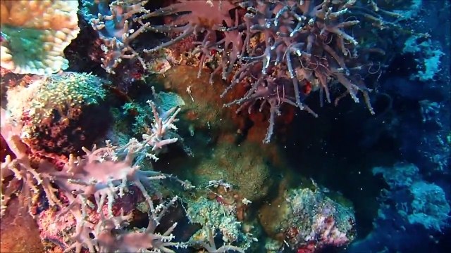 Bali Diving in Pemuteran, Plongée à Bali , Buceo Bali nurkowanie, Menjangan Island Part-2