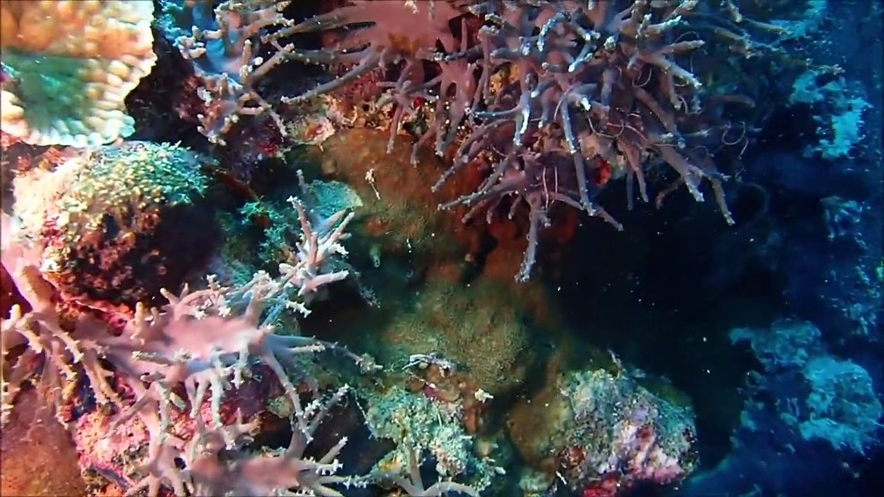 Bali Diving in Pemuteran, Plongée à Bali , Buceo Bali nurkowanie, Menjangan Island Part-2