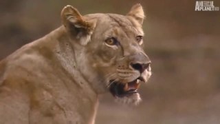 The Real Lion Queen (Nature Documentary)