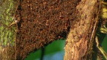 Facts About Ants  - Secret Nature - Ant Documentary - Natural History Channel