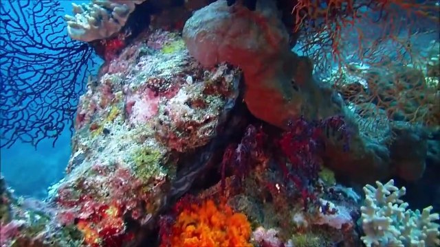 Bali Diving in Pemuteran, Plongée à Bali , Buceo Bali nurkowanie, Menjangan Island Part-3