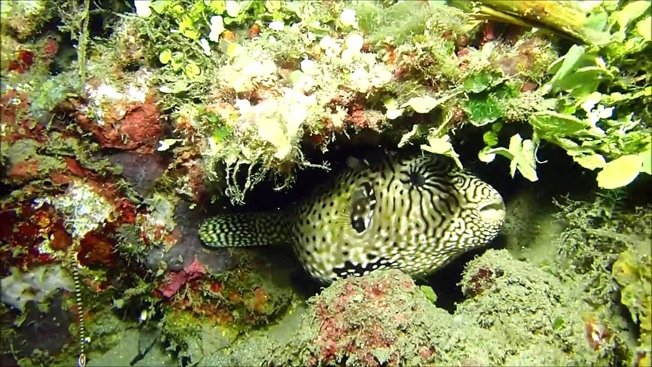 Bali Diving in Pemuteran, Plongée à Bali , Buceo Bali Nurkowanie, Macro Jeti Part-4