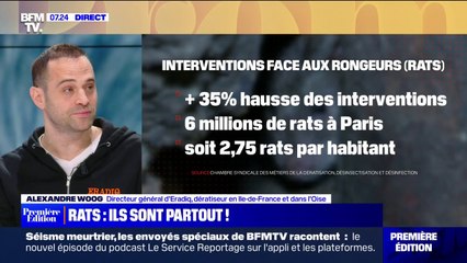 Comment expliquer la prolifération de rats en ville ?