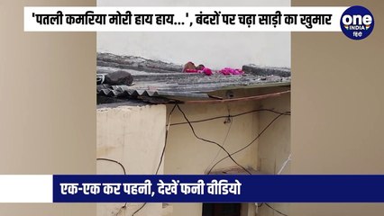 'पतली कमरिया मोरी हाय हाय...', बंदरों पर चढ़ा साड़ी का खुमार, एक-एक कर पहनी, देखें फनी वीडियो
