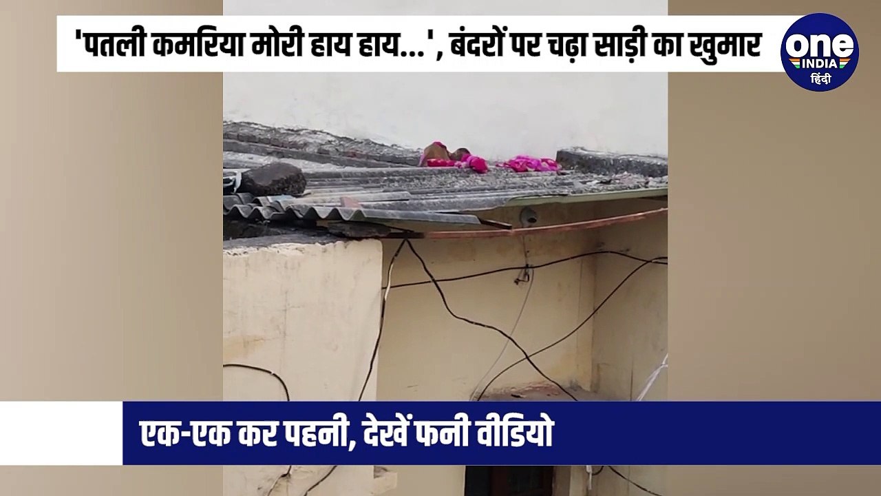 'पतली कमरिया मोरी हाय हाय...', बंदरों पर चढ़ा साड़ी का खुमार, एक-एक कर पहनी, देखें फनी वीडियो