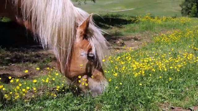 Amazing Wild Horse - Horses Running