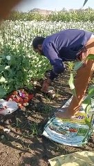 मां काली की पूजा के साथ अफीम में शुरू हुई चिराई