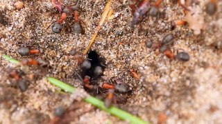 Ants HD Videos - SDH