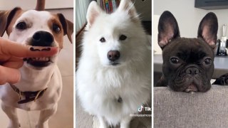 Best Dog Videos Ever  Funny DOGS Compilation | HaHa Animals