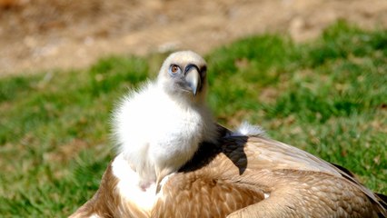 রাজাভাতখাওয়া শকুন প্রজনন কেন্দ্র থেকে আকাশে ডানা মেলল ২০ টি শকুন
