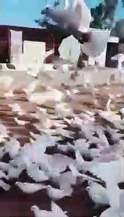Most beautiful pigeon Bird