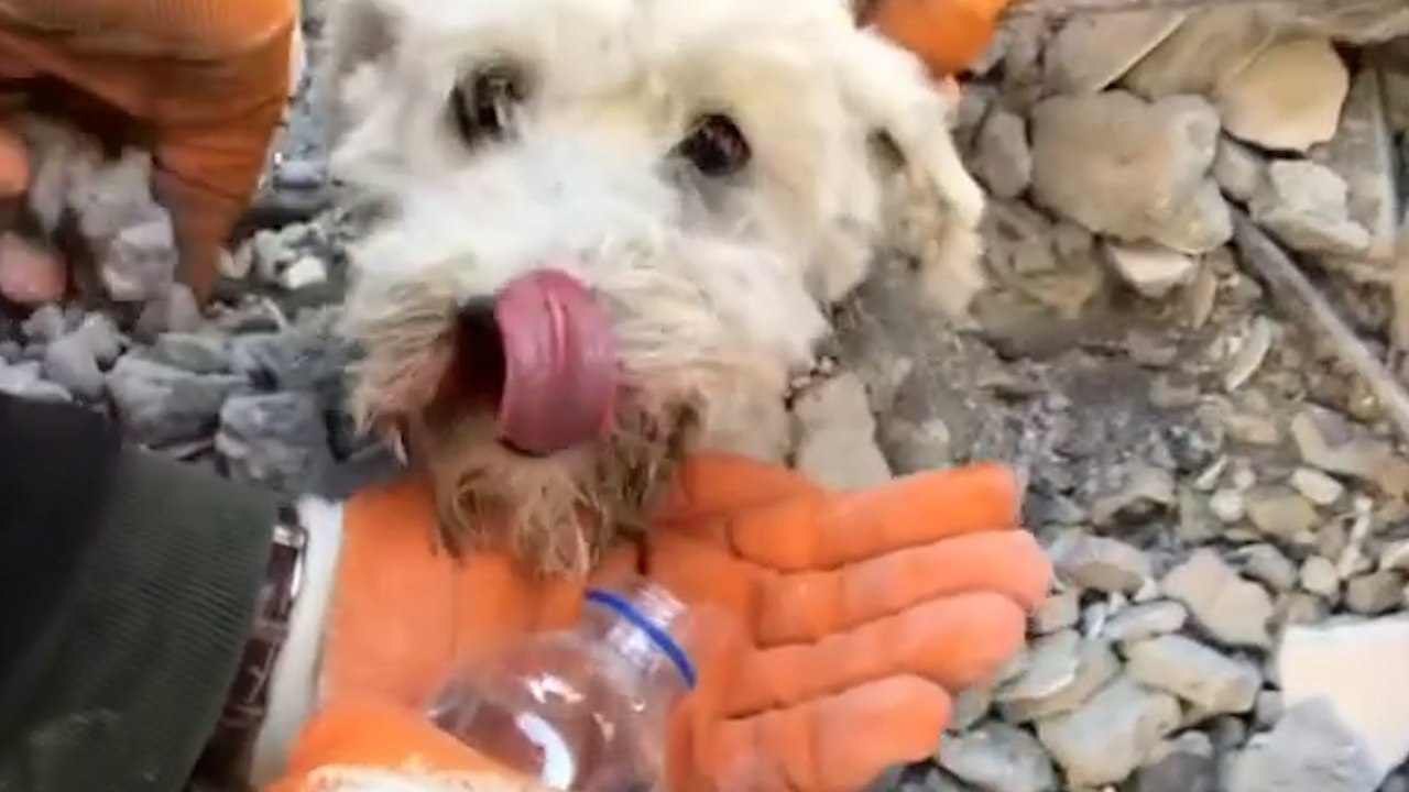 Chiens, chats, oiseaux... Ces animaux rescapés du tremblement de terre en Turquie