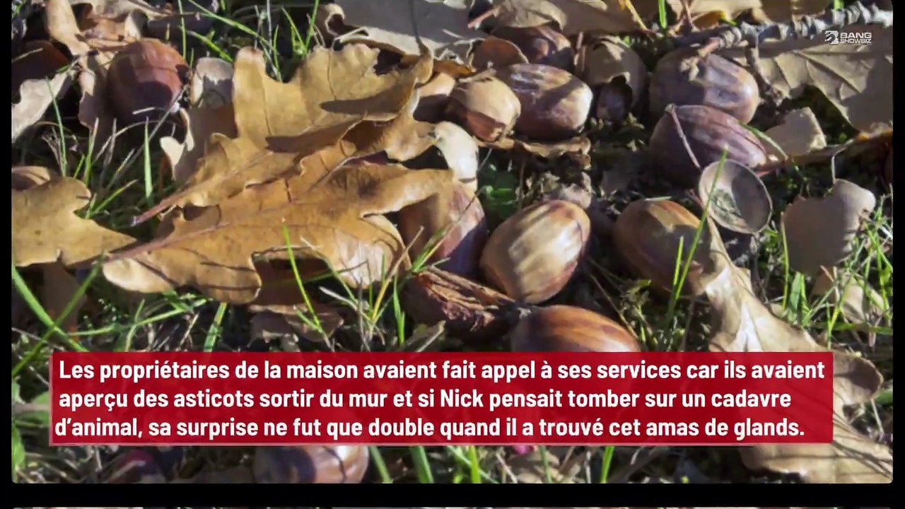 En creusant un trou dans le mur, il tombe sur 300 kg de glands stockés par un oiseau !