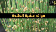 أهم فوائد عشبة العلندة
