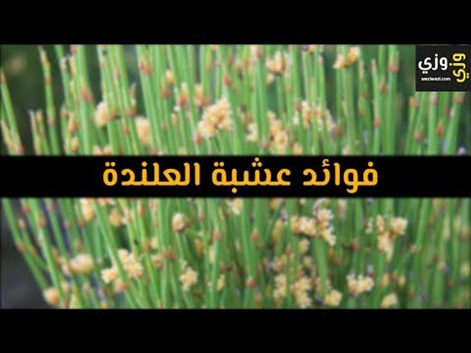 أهم فوائد عشبة العلندة