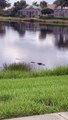 Large Alligators Spotted Near Homes in Sarasota, FL