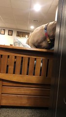 Playing Hide and Seek With a Dog