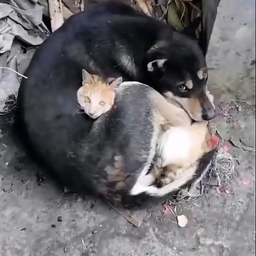 Enkazdan çıkarıldığı söylenen kedi köpek sosyal medyada gündem oldu