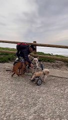 Dogs in Wheelchairs Race to the Beach