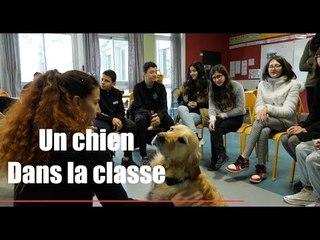 Cavaillon : Oasis, un chien au collège pour apaiser les élèves et leur donner confiance