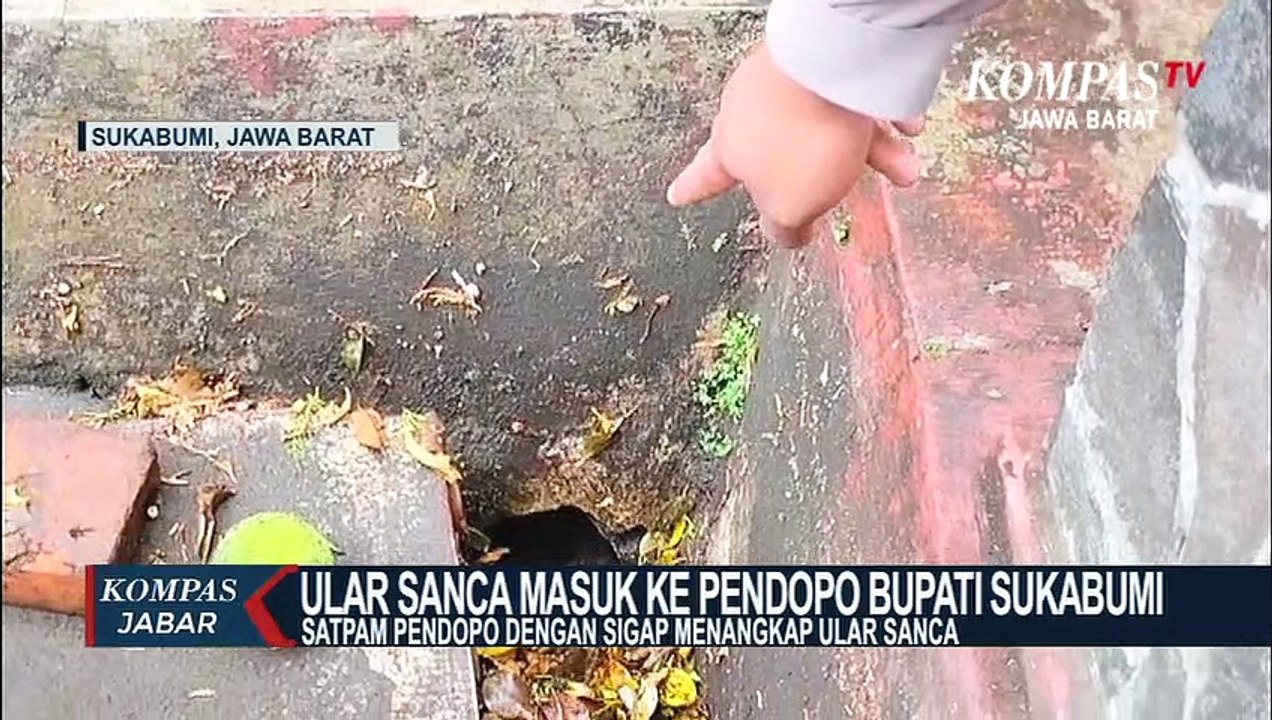 Ular Sanca Masuk Ke Pendopo Bupati Sukabumi