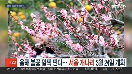 올해 봄꽃 일찍 핀다…서울 개나리 3월 24일 개화