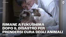 Rimane a Fukushima dopo il disastro per prendersi cura degli animali