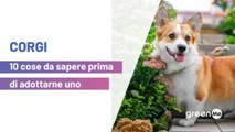 Corgi: 10 cose da sapere prima di adottarno uno