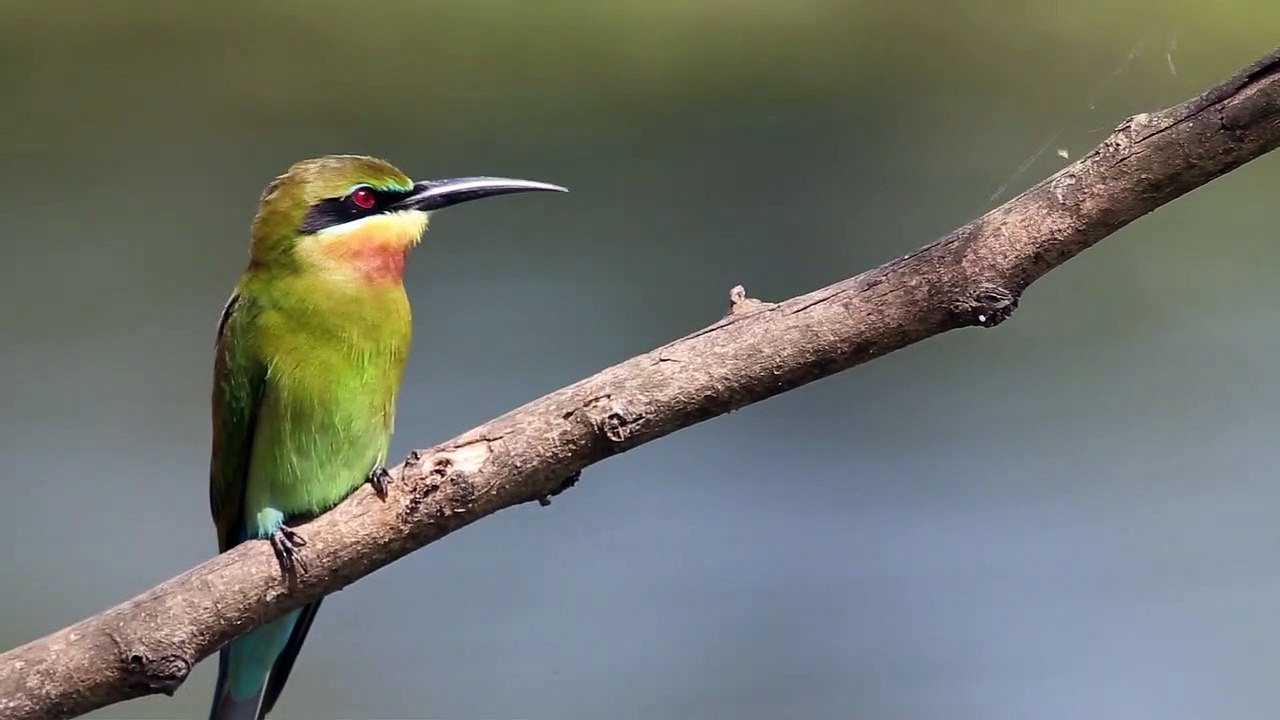 Beautiful bird 4k 30fps