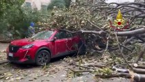 Maltempo, a Palermo caduto grosso albero - Video