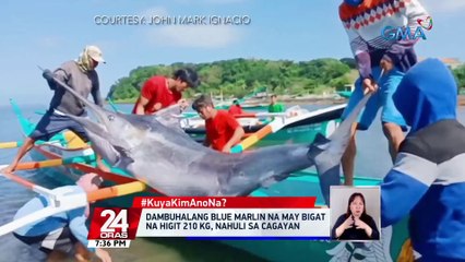 Dambuhalang blue marlin na may bigat na higit 210 kg, nahuli sa Cagayan | 24 Oras