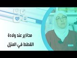 محاذير عند ولادة القطط في المنزل