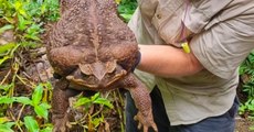 ‘Toadzilla’: el sapo de caña gigante que sorprendió a la ciencia