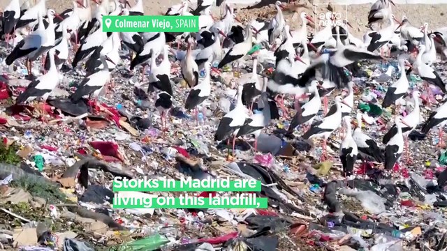 Spain’s rubbish dumps are attracting white storks, but danger lurks in the trash
