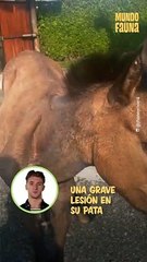 Valentino, el caballo con una patita rota que fue rescatado por un cantante colombiano