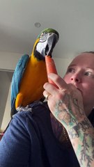Rocky Tries a Carrot