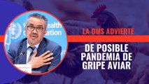 La OMS advierte de posible pandemia de gripe aviar