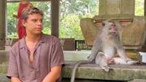 Moody Monkey gets angry at visitor after first encouraging him to interact