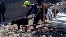 Sniffer dog searches for earthquake survivors in Turkey as death toll passes 21,000