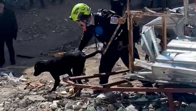 Sniffer dog searches for earthquake survivors in Turkey as death toll passes 21,000