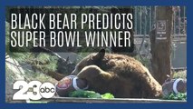 CALM black bear predicts Super Bowl winner