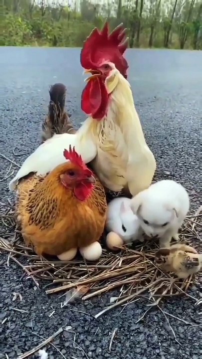 Cutness