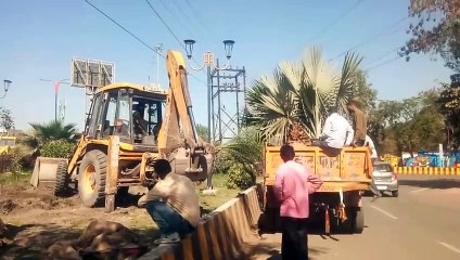 खजराना चौराहे से पौधों को ट्रांसप्लांट करने का काम शुरू
